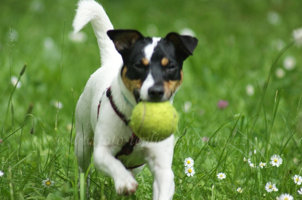 Nemám ráda veterináře a velké čtyřnohé psy.