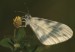 Motýl bělásek